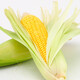 Jingxijia freshly picked golden fruit corn, fresh corn on the cob, popped sweet corn, crispy, sweet, and delicious corn, with box 1Jin Jin is equal to 0.5kg (single root 300g+)