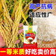 Академия сельскохозяйственных наук, первоклассный высокоурожайный ароматный рис, семена риса, устойчивый к болезням и насекомым, обычный высокоурожайный ранний рис Runfengxiangzhan, новый вид этого года, Runfengxiangzhan, супервысокоурожайный рис, одобренный на национальном уровне, оригинальный подлинный 2Jin Jin, равный 0,5 кг, может сэкономить семена
