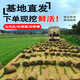 Lawn real grass with soil turf villa courtyard greening Taiwan grass drought-resistant Manila four-season green lawn 1 square meter green grass cannot lack water within 10 years after planting