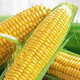 Jingxijia freshly picked golden fruit corn, fresh corn on the cob, popped sweet corn, crispy, sweet, and delicious corn, with box 1Jin Jin is equal to 0.5kg (single root 300g+)