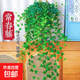 Ivy potted indoor hanging plants are easy to maintain, hydroponic green plants, purify the air, remove formaldehyde, and are evergreen all year round. 1 pot of green-leaf ivy (about 50 cm long) simple pot with hanging hook