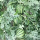 Chunzhiyun Ningbo Wei Meng Meidu Watermelon Seeds Large Fruit Early Good Kirin Melon High Yield and Crack Resistant Good Quality 2000 Wei Meng Meidu *1 bag