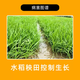 Guoguang 15% paclobutrazol short growth agent to control flourishing plants, vegetables, chrysanthemums, narcissus, flowers, wheat and other plant growth regulators 1000g*10 bags/box