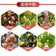 New PBO fruit tree special promotion and control agent to control growth, control shoots and non-control of fruit, citrus, cherry and mango plant regulating agent 500g