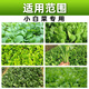 Zhaoyao 24-Epirutamine fresh ester, special growth regulator for Chinese cabbage, special growth regulator for Chinese cabbage, genuine 500ml*20 bottles, save 38 yuan on the whole box purchase