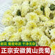 
Special grade Huangshan tribute chrysanthemum clears heat and nourishes the liver to improve the eyes and fire, white chrysanthemum clears liver and removes fire, white chrysanthemum tea combination wolfberry Huangshan tribute chrysanthemum [250 grams]