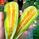 Dayu yangjiao honey melon seeds old varieties early maturing thin-skinned spring fruit melon seeds collection yangjiao honey muskmelon seeds 100 pieces x 3 bags