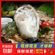Fresh Rushan oysters, fresh oysters, 5 Jin Jin equal to 0.5 kg box, 4XL large oysters (9-14 pieces per box), net weight 5 Jin Jin, equal to 0.5 kg oysters