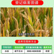 14-Hydroxybrassinolide sterol anti-stress increase yield antidote pesticide damage plant growth regulator 100g