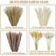 Original idea (CHUGOUXIANG) Yunnan real flower pampas grass whisk dust rabbit tail dried bouquet pampas grass HS29 with box