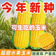 Jingxi fruit corn seeds are super sweet, heat-resistant and high-yielding, extra large sweet corn seeds for field balcony planting, 50 fruit corn seeds trial version
