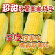 Jingxi fruit corn seeds are super sweet, heat-resistant and high-yielding, extra large sweet corn seeds for field balcony planting, 50 fruit corn seeds trial version