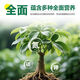 Money tree regeneration agent to revive flowers, green plants, potted plants, general light rod fertilizer, yellowing and succulent growth nutrient solution, money tree special regeneration agent, 6 boxes/36 pieces
