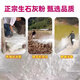 Jingxi Special quicklime powder for vegetables. Soil pest control in vegetable fields to improve soil height. Quicklime. After spreading quicklime powder without insects, 3OJin Jin is equal to 0.5 kg.
