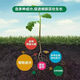 Sprinkle and explode the roots. Powerful rooting powder for rooting and multi-bacterial fertilizer. Flower cuttings and transplants to strengthen roots and seedlings. 10Jin Jin is equal to 0.5kg. Rooting is multi-nutrient.