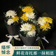 Fresh flower gift for Tomb Sweeping Day, single yellow and white chrysanthemum, real flowers, express delivery within the city and nationwide, tomb sweeping, ancestor worship, and offering flowers. Price for 1 bouquet. Single small chrysanthemum bouquet - minimum delivery of 10 bouquets.