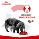Royal Canin Adult Dog Food Dog Food General Dog Type CC General Food December 3KG