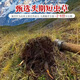 [Tibet Straight Hair] Nagqu First Stubble Cordyceps Authentic High-altitude Dried Cordyceps Gift Boxes First Choice Selected Extra Large Grass 4 Roots/G 100 Roots