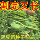 Graines de pois fushunde, graines de pointe de pois frais, graines de graines vertes printemps et automne, plantes en pot au balcon, graines de graines de pois spéciales [une pendant dix jours] # * 15932 Seeds d'origine améliorés ::: 2