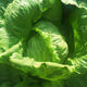 Sweet and crispy lettuce lettuce, hamburger lettuce seeds, crispy and refreshing, raw lettuce seeds, potted four-season farm vegetables, original crispy and tender lettuce, 10 packs/about 20,000 pieces Song Dynasty