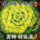 Yellow cabbage seeds, cold and wet-resistant, field garden planting, chrysanthemum heart cream, yellow cabbage vegetable seeds, standard, newly arrived, 2 packs of 2240 capsules