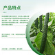 Syngenta Wingselect 60% Pyraclostrobin Daisenlian Cucumber and Broccoli Downy Mildew Pesticide and Fungicide 1KG*1 Bag