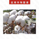 Guoguang 50% Chlormequat suppressive growth regulator for cotton, wheat and corn to prevent crazy growth and control excessive growth 500g 500g