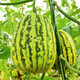Shouhe Balixiang Melon Seed Collection Super Sweet Extra Large Balixiang Melon Seeds About 30 capsules x 2 bags