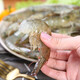 Large fresh extra large white shrimp 500g/portion (15-20 pieces)