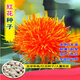 Li Xin Chinese herbal medicine safflower seeds saffron seeds Xinjiang thornless safflower seeds large field planting seeds 50 safflower seeds + fertilizer