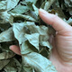 
Jiangxi Xiushui authentic wild green-money Liuyuan leaf tea Qingqian Liujin Liu tea Chinese herbal medicine health tea 500-year-old wild green-money Liuyuan leaf 250g 500-year-old authentic wild green-money Liuyuan leaf tea