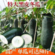 Pink-skinned giant winter melon seeds, extra-large pink-skinned winter melon seeds, pink-skinned giant winter melons, black-skinned giant large winter melons, pink-skinned giant winter melon seeds, common winter melons in rural areas, selected 22 capsules + fertilizer