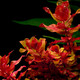 Yunfeng Hairui Water Grass Living Lazy Grass Fish Tank Landscape Living Water Grass Set Fish Tank Water Grass has stems and middle back scene real water grass [Good and easy to live] Red Butterfly (5 groups)