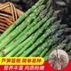 Long-cultivation asparagus seeds, asparagus seed root seedlings, easy to grow, easy to grow potted plants, perennial vegetable seeds for balcony planting in all seasons, green asparagus seeds 10g, about 500 capsules/field planting