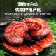 Lei yunshang brechen Wand Ganoderma lucidum spore pulver Geschenkbox Changbaishan Red Ganoderma lucidum Pulver gibt Ältesten, um die Immunität Dragon Boot Festival Geschenk 3 Kisten Geschenktüten zu verbessern [einen Monat]