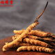 Zangxitang Naqu Cordyceps sinensis, tibetanische Naqu Cordyceps sinensis, Geschenkbox, Cordyceps sinensis 3 1 Gramm 10 Gramm
