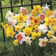 Narcissus bulbs, water-cultured soil-cultured potted plants, imported double-flowered narcissus, four-season blooming autumn and winter cold-resistant seeds, float parade (3 balls) 12+