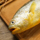 1 large yellow croaker for deep sea swimming (500-600g)
