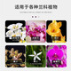 Орхидея короля орхидея Специальное питательное раствор Clivia phalaenopsis orchids растение цветочное удобрение, укоренившееся для стимулирования цветения. Orchid King 2 бутылки 1050 мл
