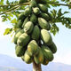 Dwarf papaya seedlings, fruit papayas, red-fleshed papaya seedlings, large green papaya seedlings that bear fruit in all seasons of the year, potted courtyard, 4 dwarf papaya seedlings (10 cm high), free reissue after receiving dead seedlings (with cups and leaves)