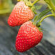 Four Seasons Cream Strawberry Seeds Spring and Autumn Home Balcony Potted Plants for Beginners Easy to Grow Fruit Red Strawberry Seeds Cream Red Strawberry Seeds/pack of about 100 seeds 1 pack of about 100 seeds