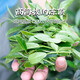 薪傳香冻顶乌龙茶正宗台湾原产高山茶叶中秋节送礼礼盒 冻顶乌龙三分火150g*2罐