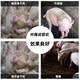 Fast selling high-copper 920 ferocious beasts are used to fatten pigs to gain weight and pull the skeleton to promote long fat pig powder 920 feed additives 10 bags, get 2 bags/real hair 12 bags