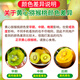 Chunguo Yimu Yellow Heart Kiwi Golden Kiwi Golden Kiwi Fresh Fruit Fresh Fruit 12 Selected Fruit Single Fruit 70-110g