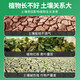 Devodo soil loosening essence soil loosening agent 100g loosens and improves soil water retention and adjusts acid-base potted anti-hardening activator