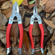 Mo Shenggu stainless steel gardening pruning shears, fruit picking shears, grape and orange picking tools, garden fruit tree scissors, spring shears, small fruit shears