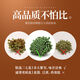 Peking Tongrentang Sanqihua Yunnan Wenshan Special Wild Vierjähriger Pflanze Qihua Health Tee ausgewählt Vierjährige neue Blume 100g