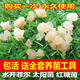 可钦水开菲尔太阳菌红糖菌Water Kefir Grains Tibicos 水克菲尔菌种 单菌种20克无工具