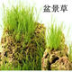 Rockery grass seed absorbs water, bonsai plant micro-landscape on stone, dwarf pearl grass can be kept green all year round, 4 kinds each, 1 pack, shipped in mixed packaging, 400 capsules