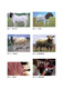 
[Regular authorization - self-operated] Large-scale ecological breeding series--Scale ecological breeding technology of meat sheep (environmental protection scale and high efficiency to raise meat sheep to get rich) 9787122349934